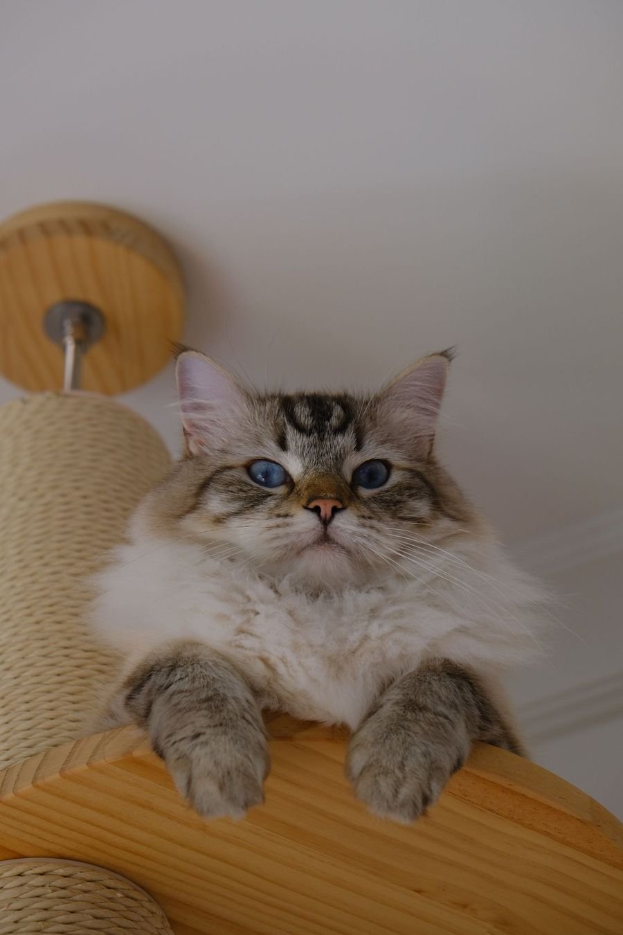 Lynx point Ragdoll on a wooden perch