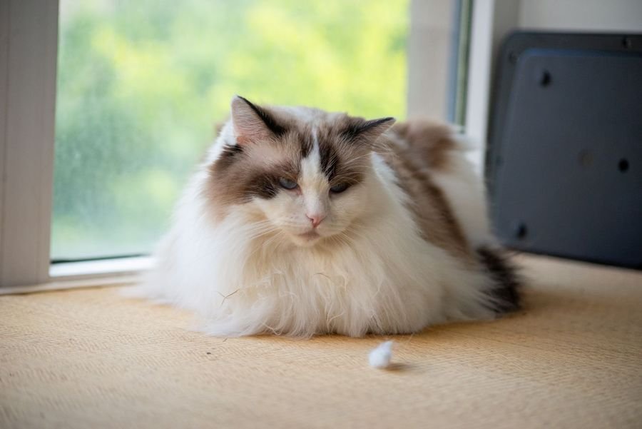 Bicolor Ragdoll resting by a window