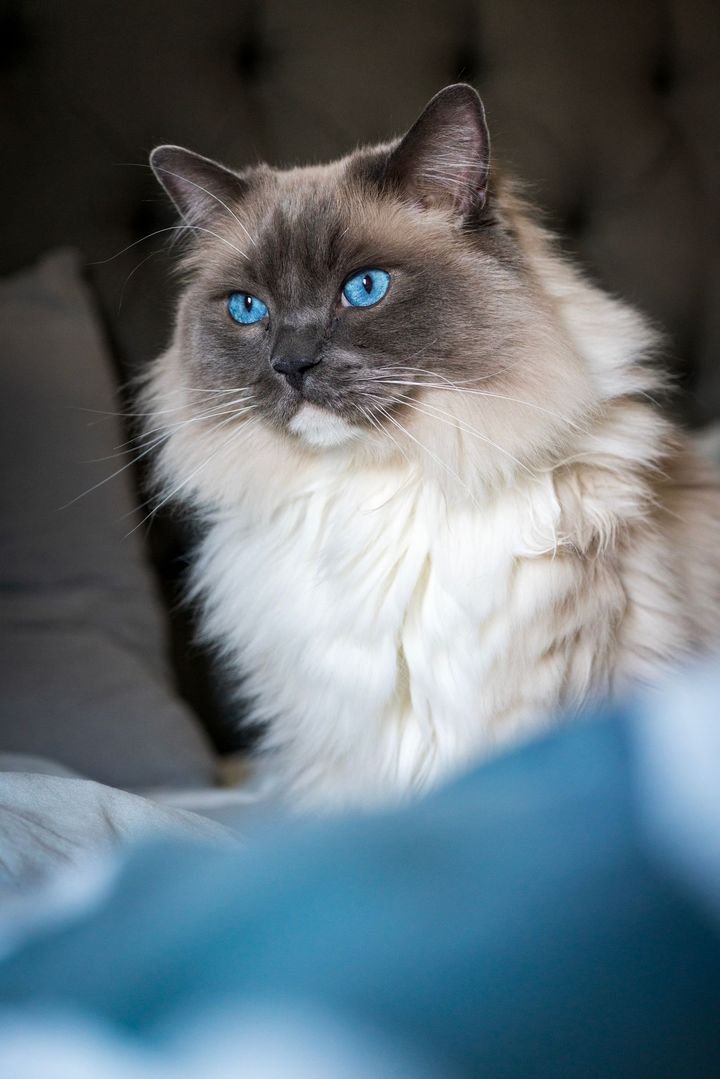 Blue-eyed Ragdoll sitting on a bed
