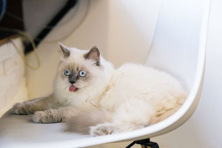 Cream Ragdoll relaxing on a white chair