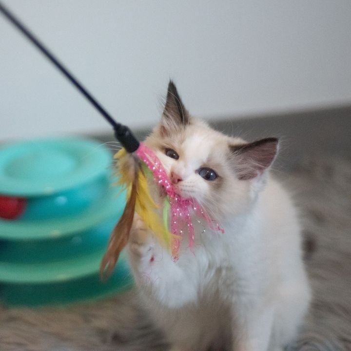 Ragdoll kitten playing with a feather toy
