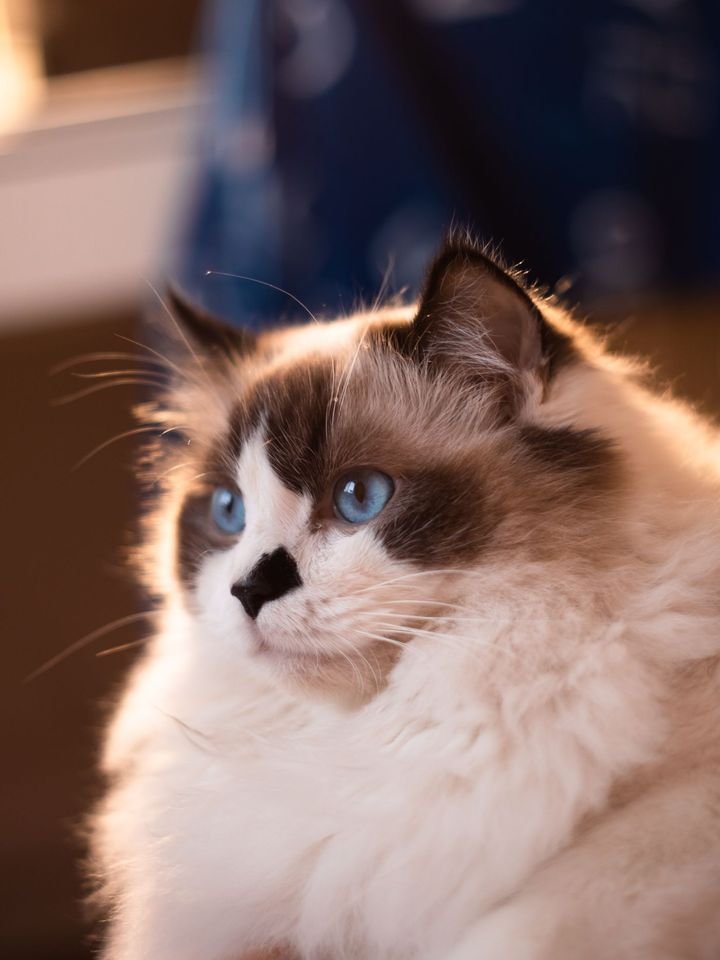 Seal bicolor Ragdoll with blue eyes