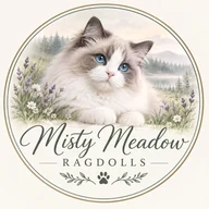 Misty Meadow Ragdoll Cattery