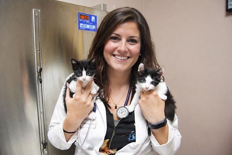 Wellness veterinarian holding two Ragdoll kittens